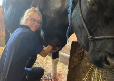 Washing a cow at Annabessacook Veterinary Clinic