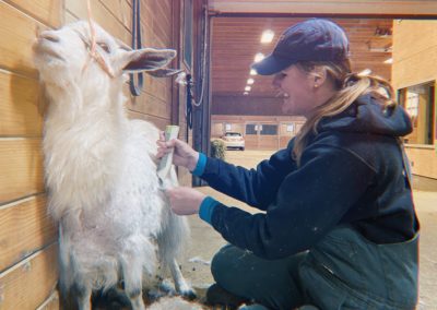 Sheep shearing at Annabessacook Veterinary Clinic
