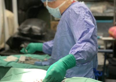 Surgery procedure at Annabessacook Veterinary Clinic