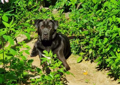 Black dog sitting outside at Annabessacook Veterinary Clinic