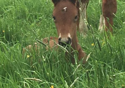 Foal at Annabessacook Veterinary Clinic