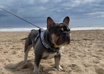Pug at the beach
