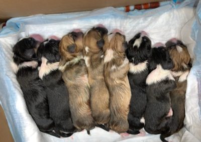 Baby puppies at Annabessacook Veterinary Clinic