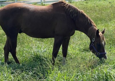 Horse grazing at Annabessacook Veterinary Clinic