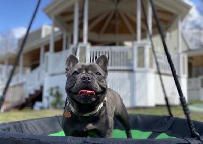 Happy dog
