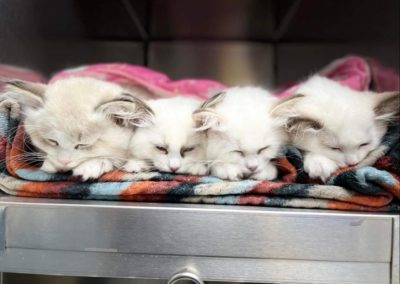 Kittens at Annabessacook Veterinary Clinic