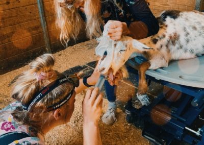 Veterinarians checking a goat at Annabessacook Veterinary Clinic