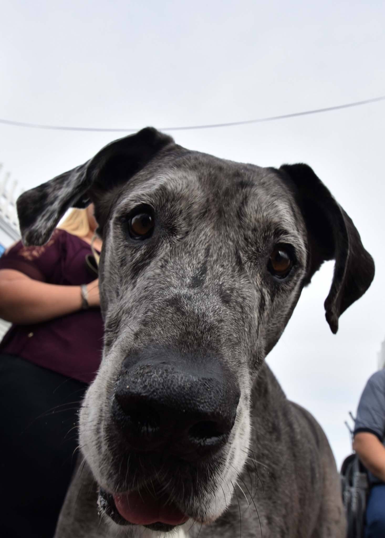 Small dog in a coat at Annabessacook Veterinary Clinic
